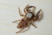 schorsmarpissa (marpissa muscosa fem.) 12-2011 3714